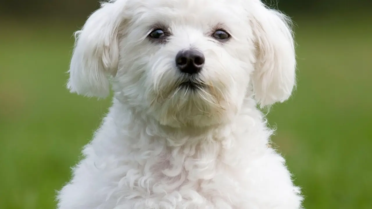 Maltezer