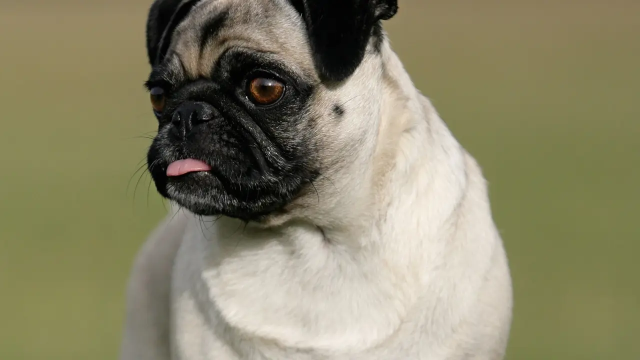Mops
