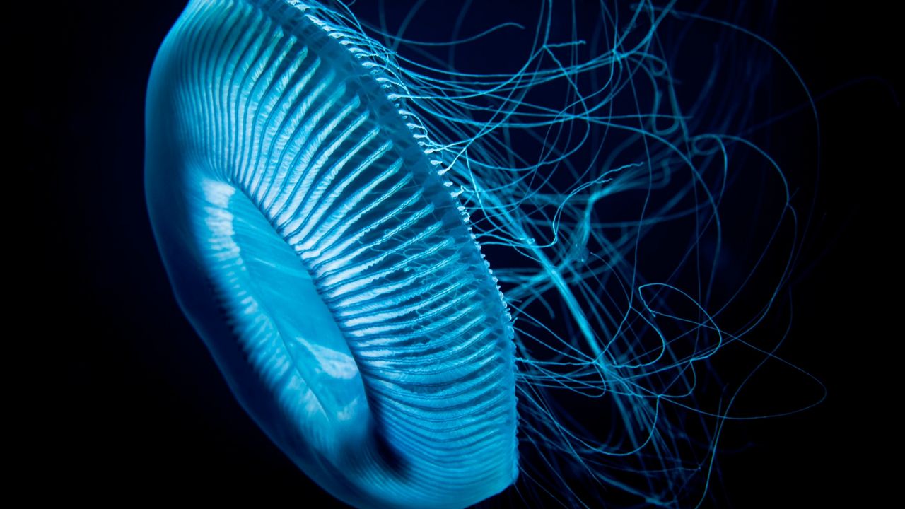 Meduza