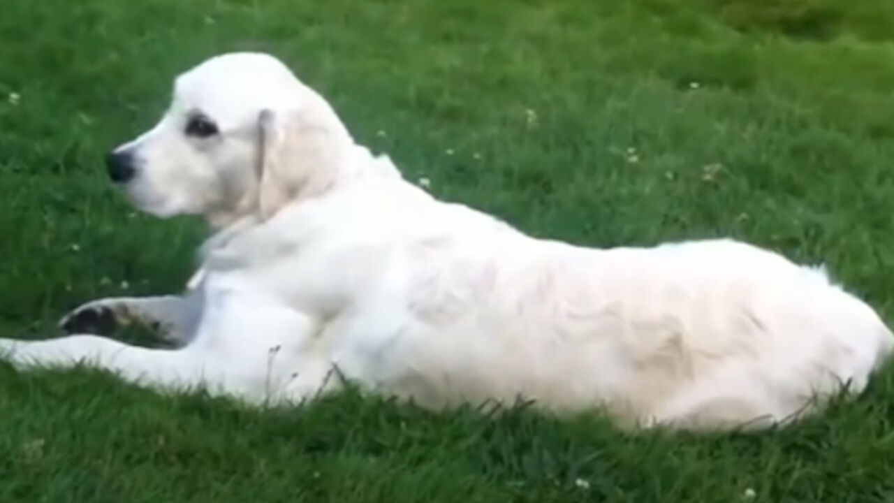 Pas