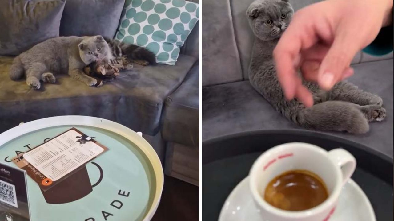 Cat Caffe Belgrade