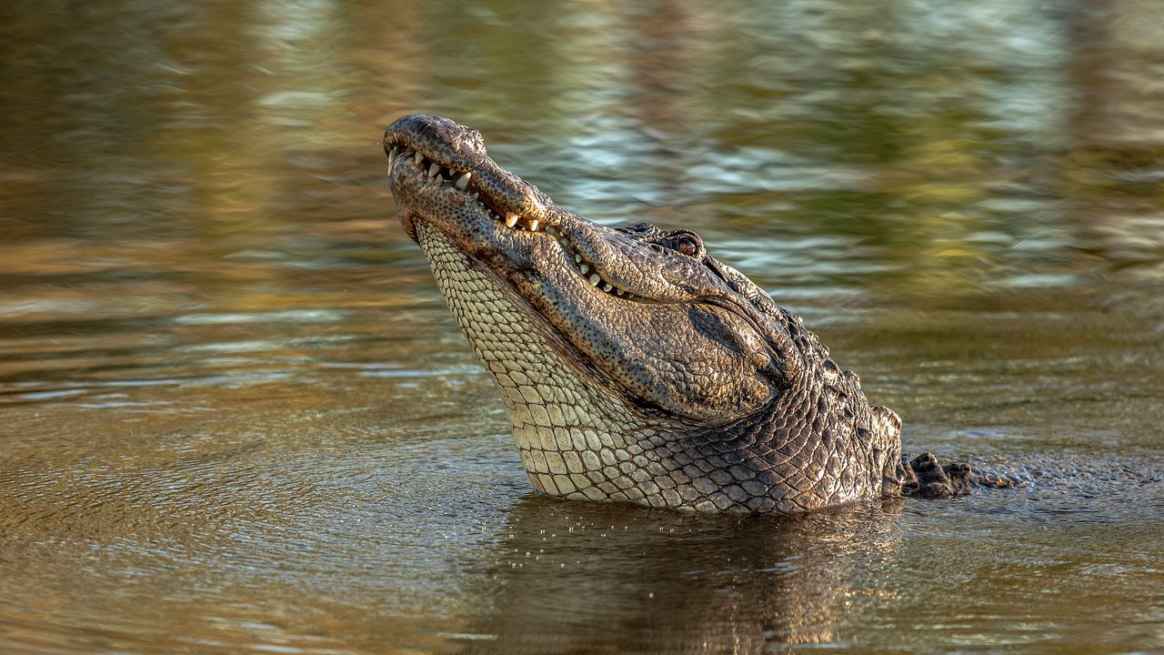 krokodil