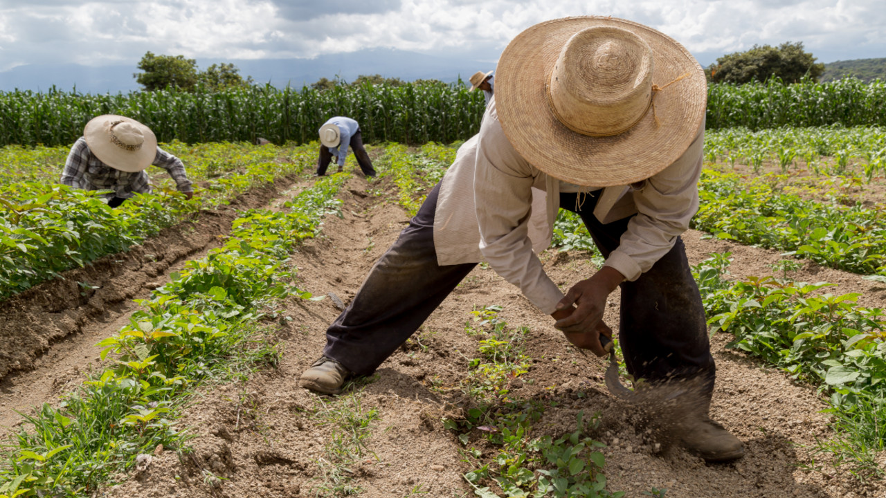Farmer