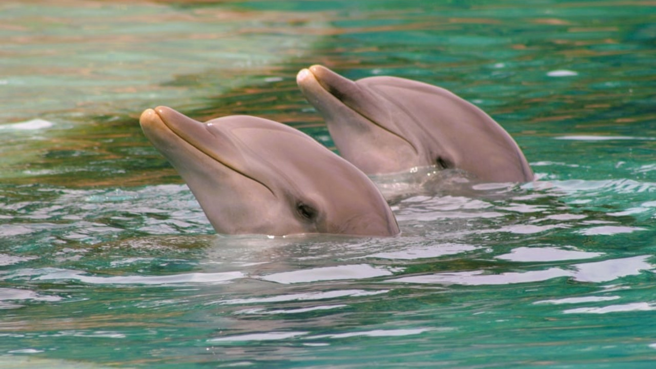 delfini