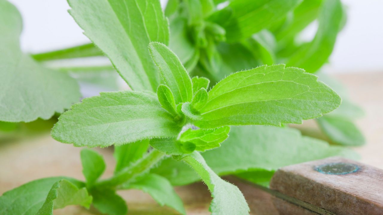 Stevia