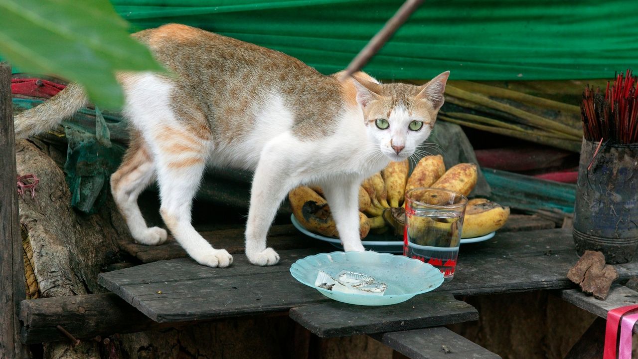 Mačka apetit