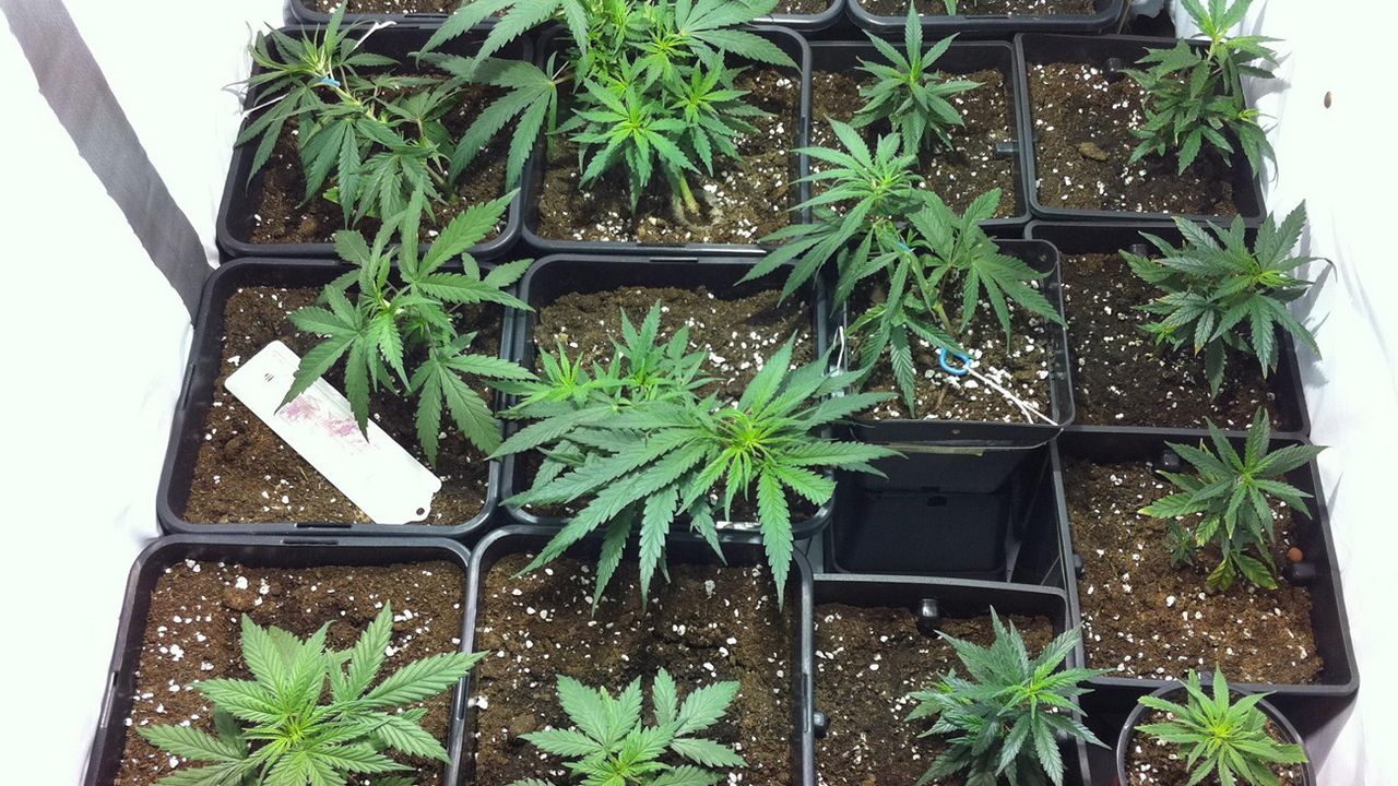 marihuana