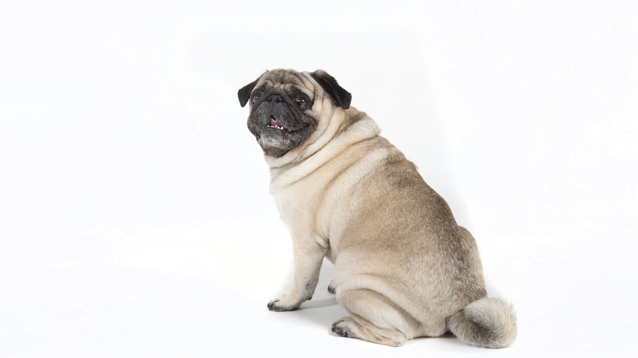 Mops