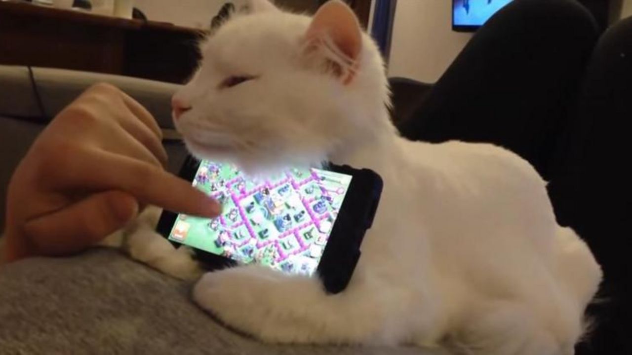 Mačka i telefon