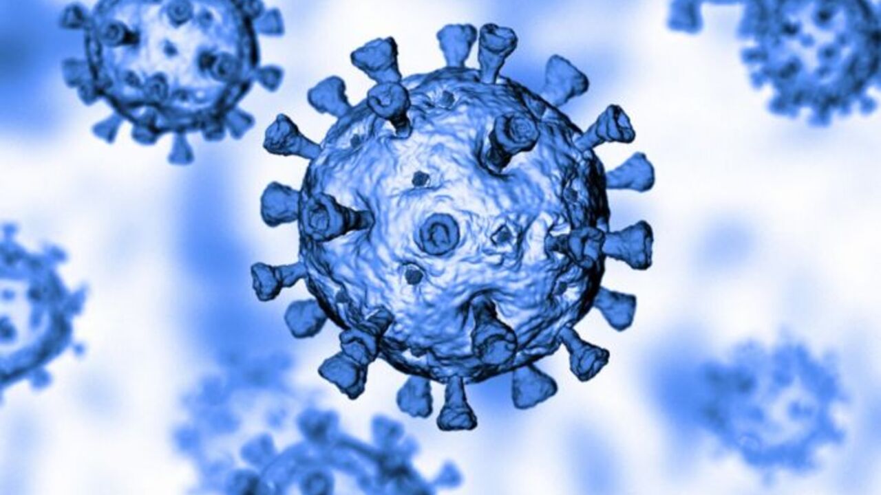 korona virus